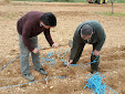 Planting Olive trees