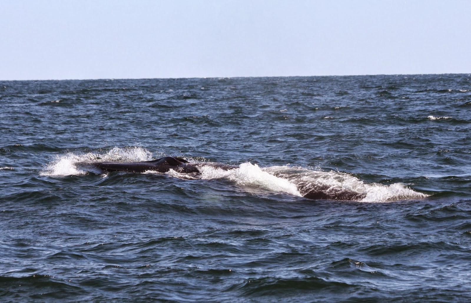 Blue Ocean Society's Whale Sightings

