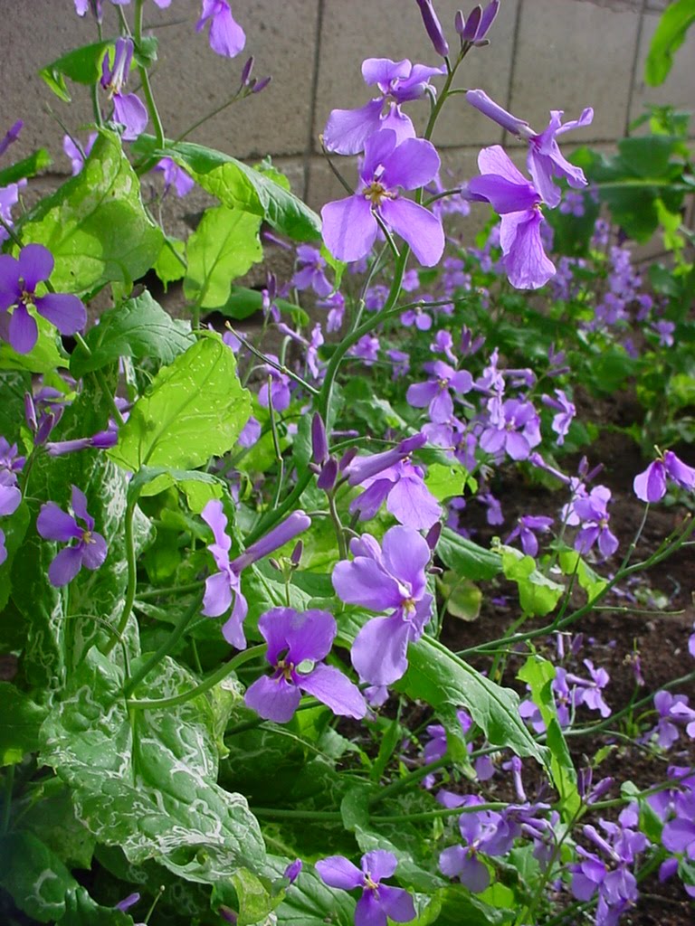 Hero爺 ブログ: #030 flower (Chinese violet cress 花大根: #06 weed)