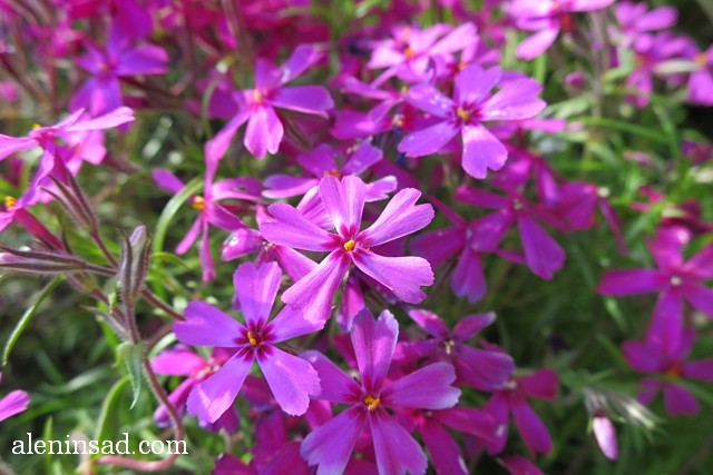 флокс шиловидный, Phlox subulata, розовые цветы, аленин сад, сорта флокса, шиловидного