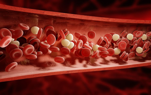 5 Cara Melancarkan Peredaran Darah Dalam Tubuh