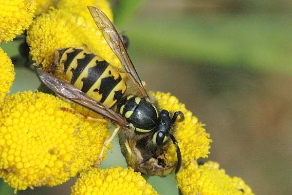 Control biológico de insectos: Avispas (Hymenoptera: Vespidae)