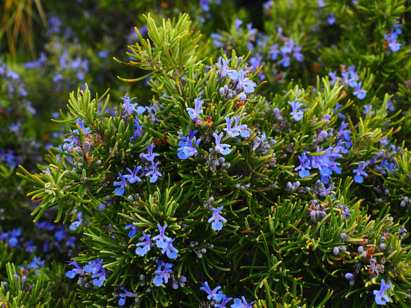 History, Lore and Magic of Rosemary