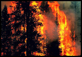 Ekosistem dan Ekologi: Penyebab Dan Dampak Kebakaran Hutan ...