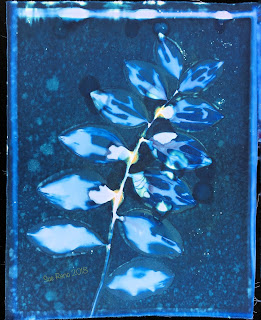Wet Cyanotype_Sue Reno_Image 319