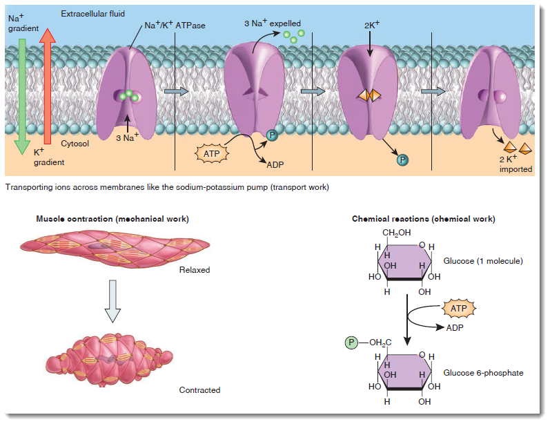 Avibert ATP Energy Source
