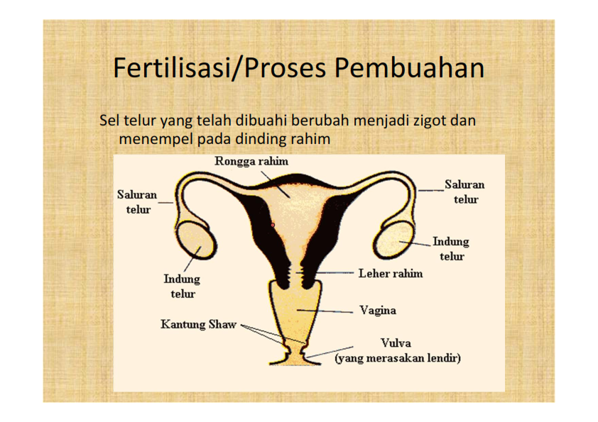 Oviduk dan uterus secara berturut-turut ditunjukkan oleh nomor