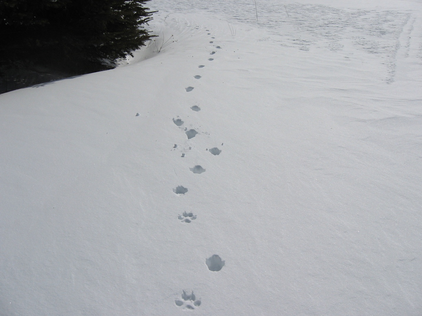 Pedaling PEI Coyote tracks