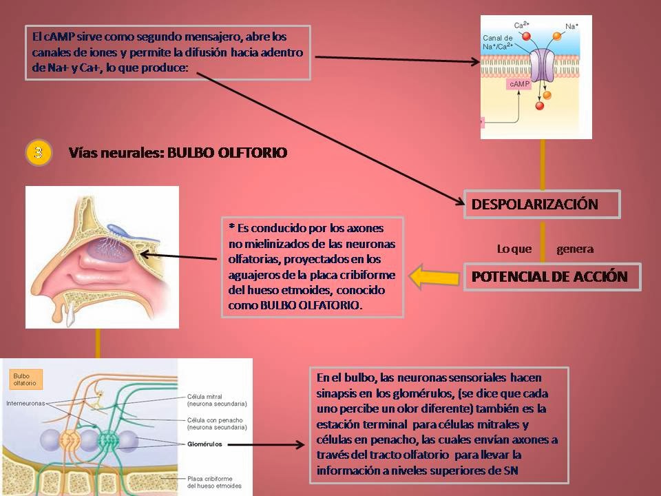 Sentido del Olfato. | Blog de Fisiología Médica