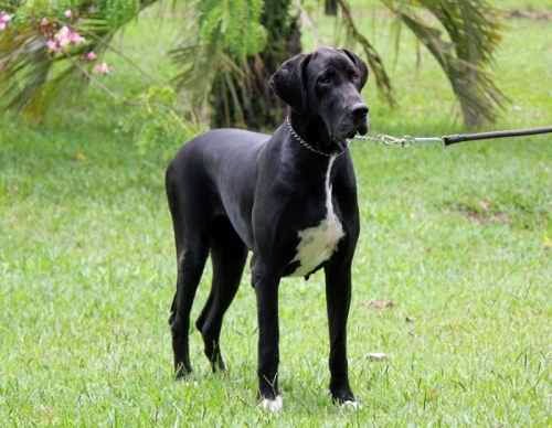 Dogue Alemão