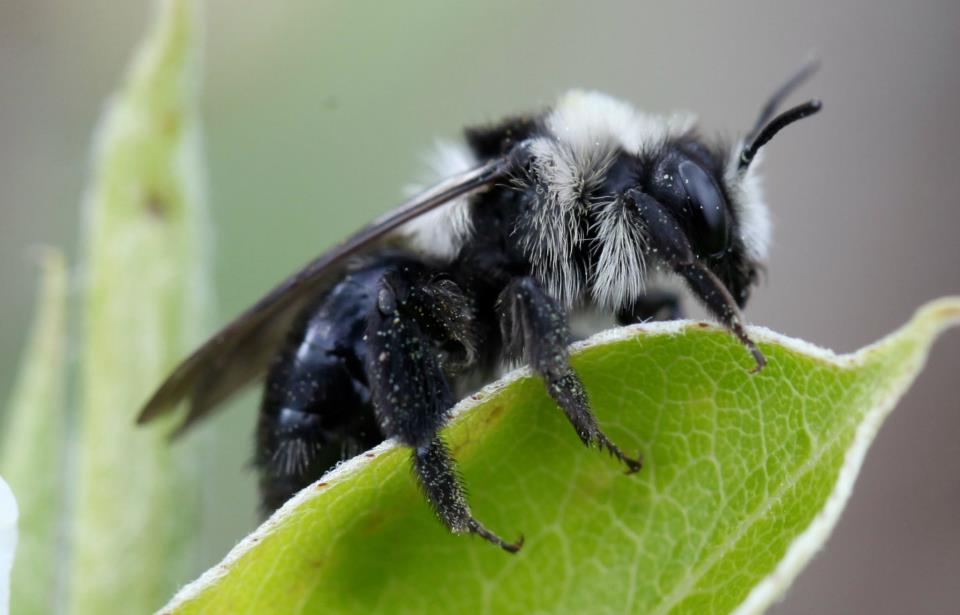 Brigit Strawbridge Why Bees Need Trees