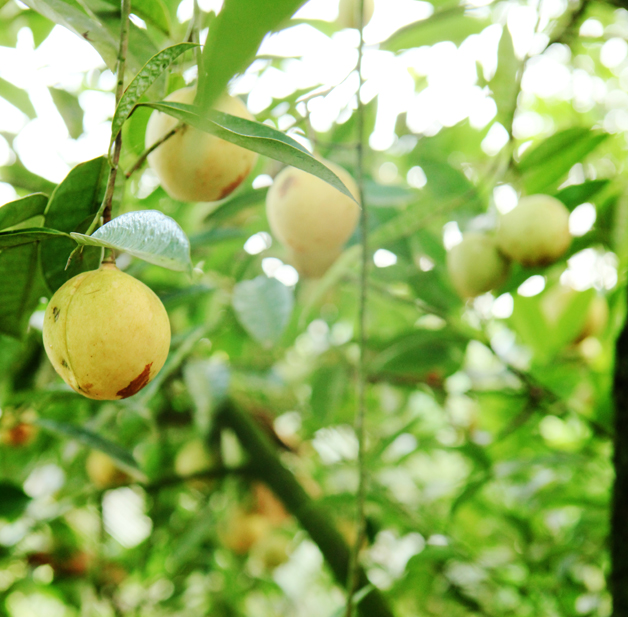 Agriculture of Kerala KOCHUKUDY NUTMEG NURSERY