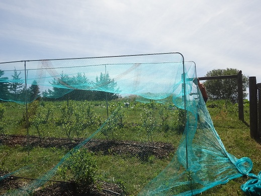 Housman Farms: Blueberry Netting