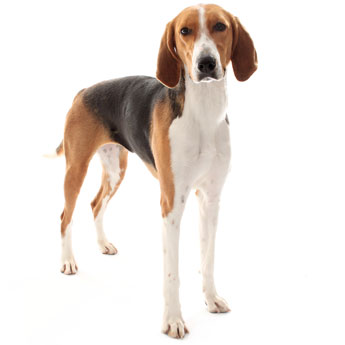Everything About Your American Foxhound Luv My Dogs