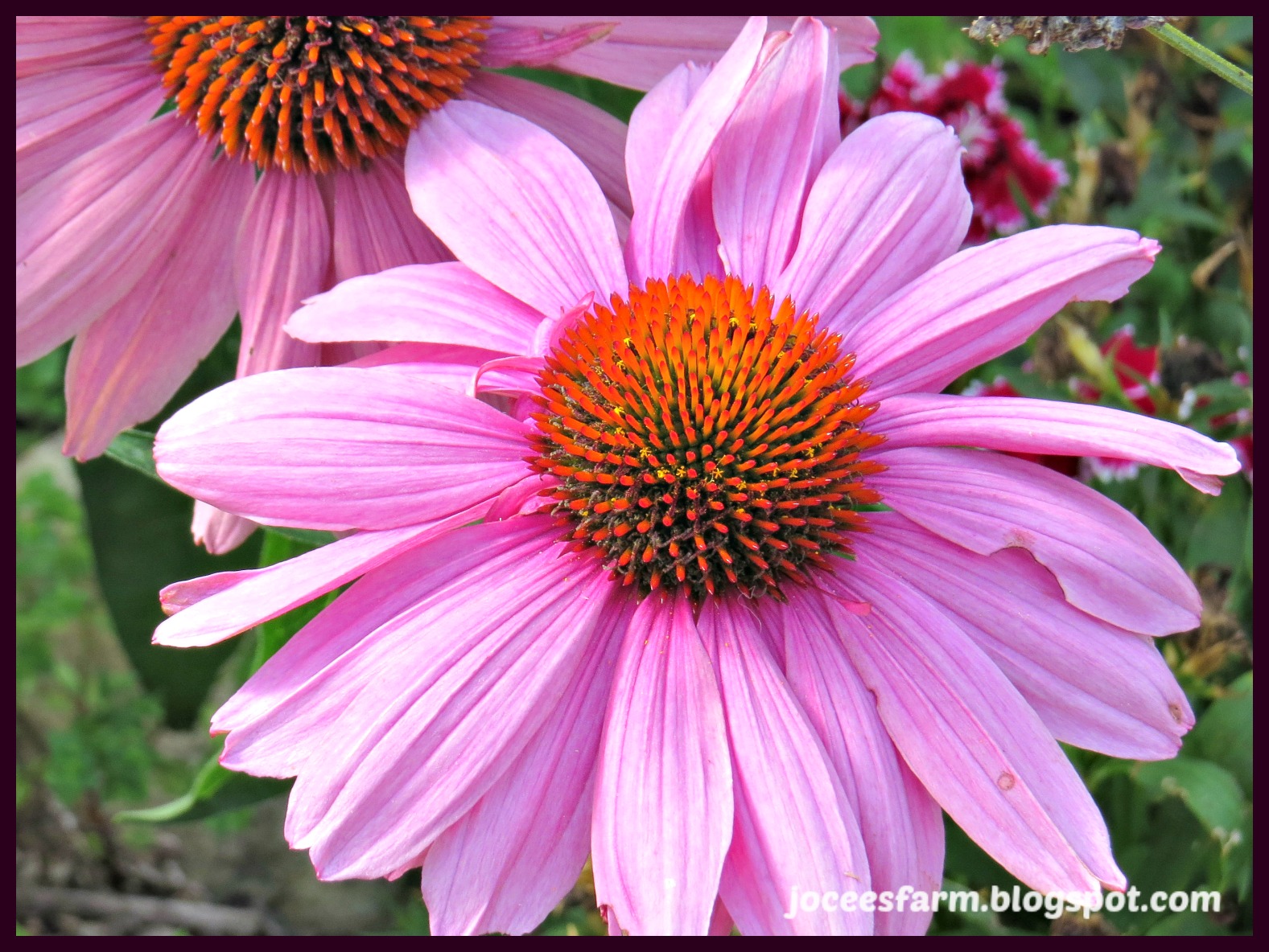 Jocees Farm: Echinacea Flower