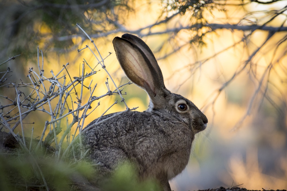 rabbit images