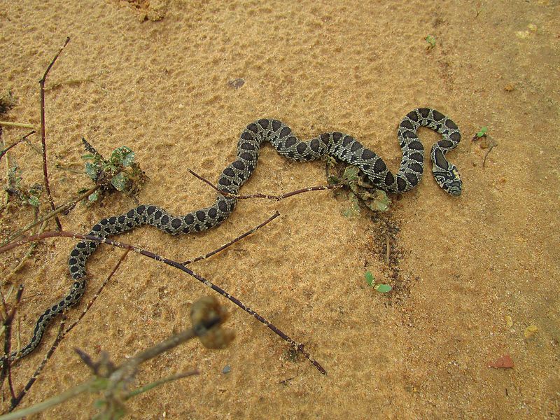 Zoo Volunteer Spain 25 Horseshoe Whip Snake