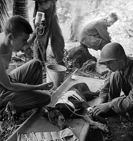 Perro Doberman PINSCHERS Herido Orote Península Guam (21/07 al 10/08/1944)