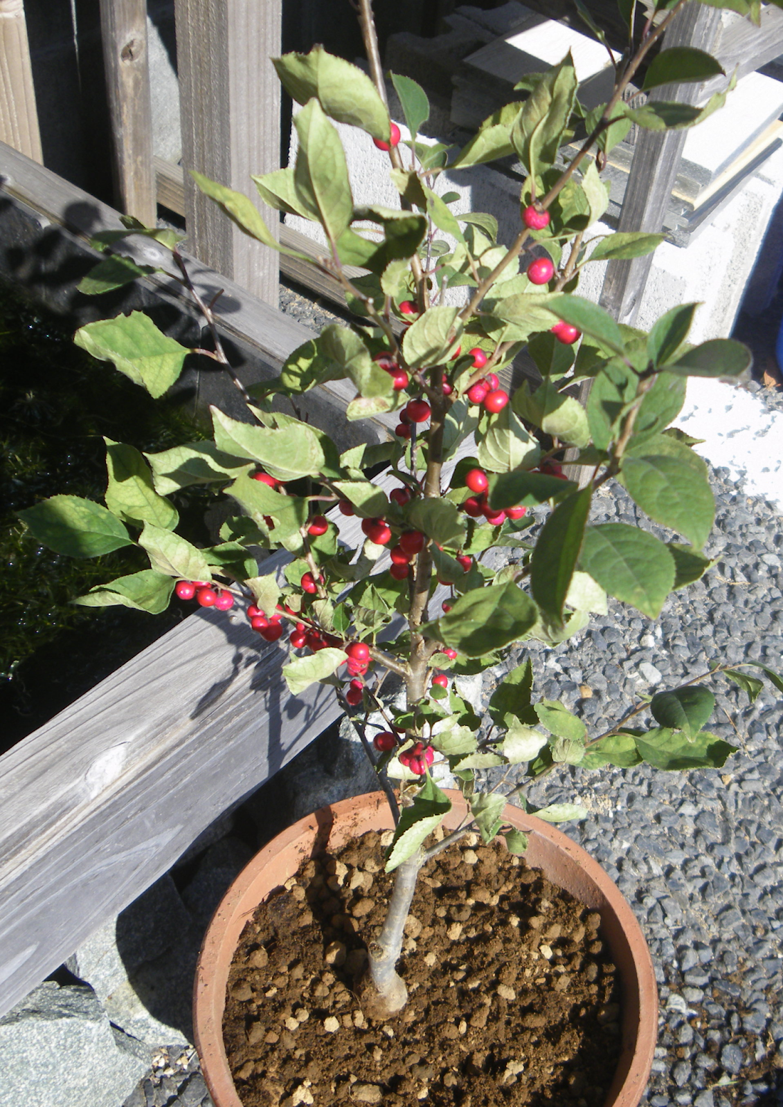 ウメモドキ 梅もどき の育て方 鉢植えで小さな赤い実を楽しむ メダカの大工