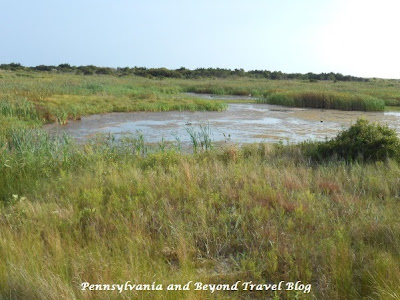 The Nature Conservancy - South Cape May Meadows in New Jersey