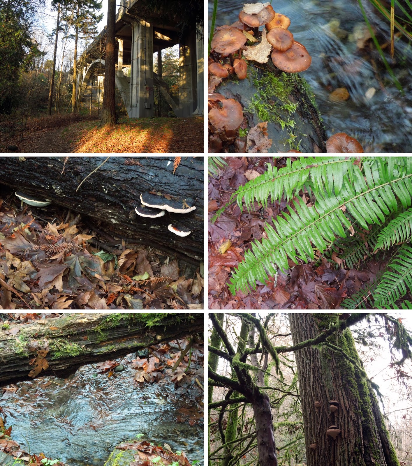 Down the Rabbit Hole A Nature Walk and Gift Ideas for Nature Lovers