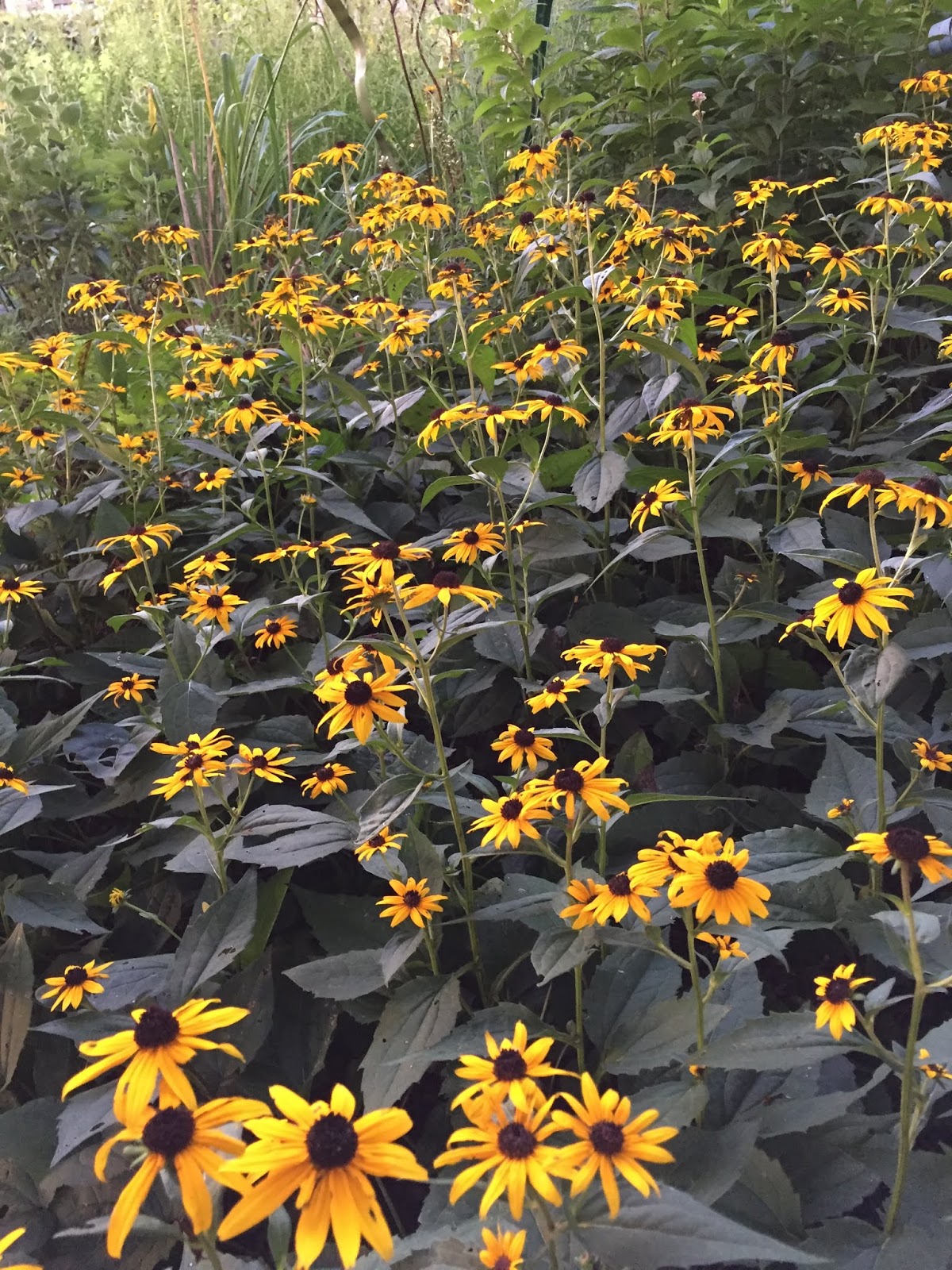 Am Dolce Vita Limelight Hydrangea Growing Tips