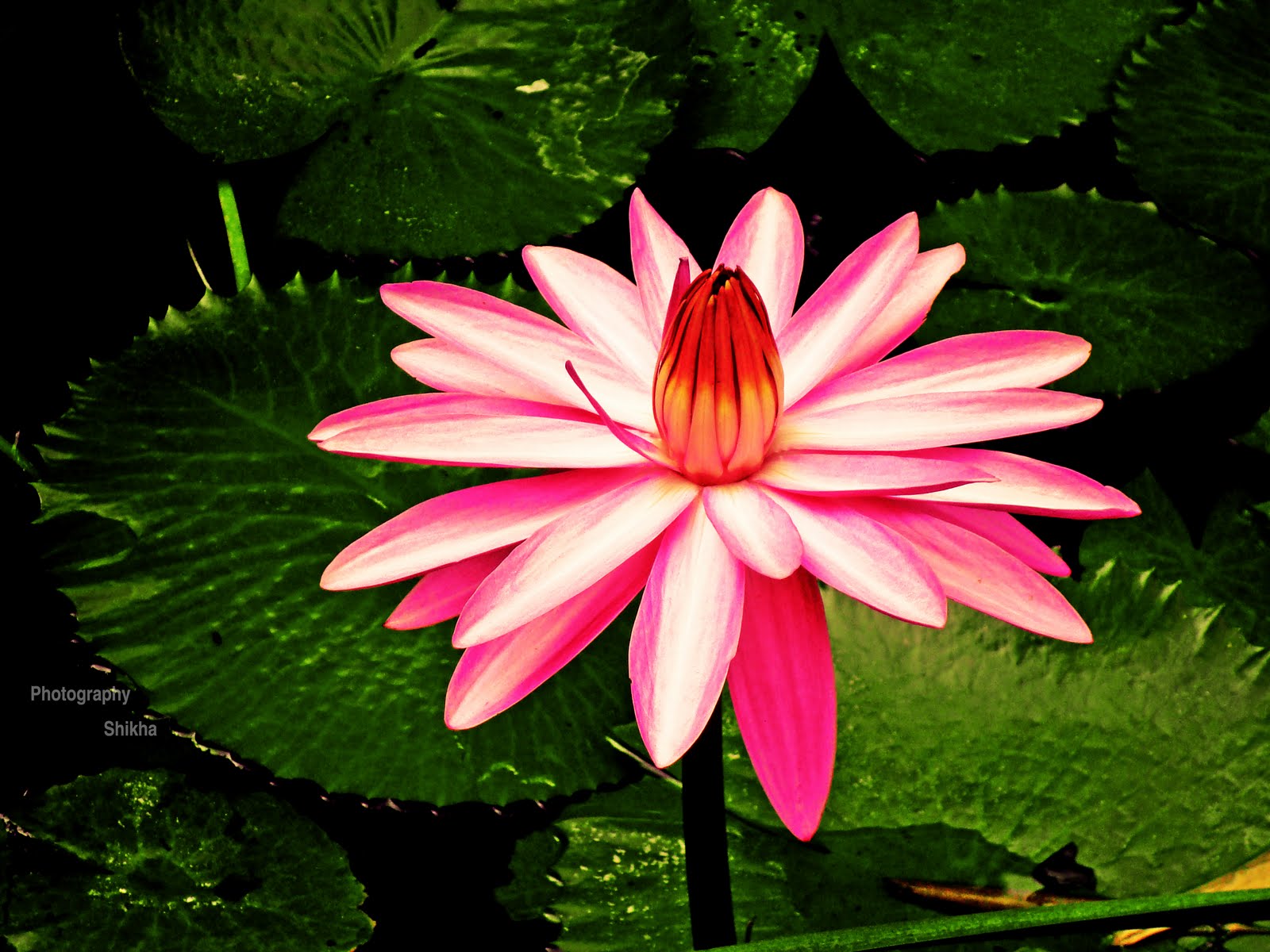 Цветок обмана. Красивые растения. Индийские цветы. Национальный цветок Индии. Красивые растения Индии.