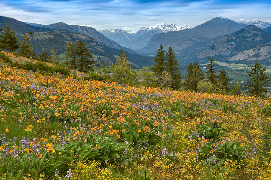 Feathers and Flowers Methow Valley spring