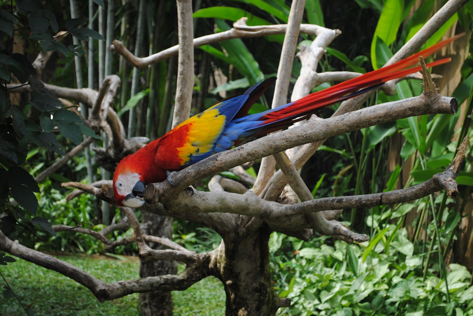 Bali Bird Park dengan Aya's Tours Bali