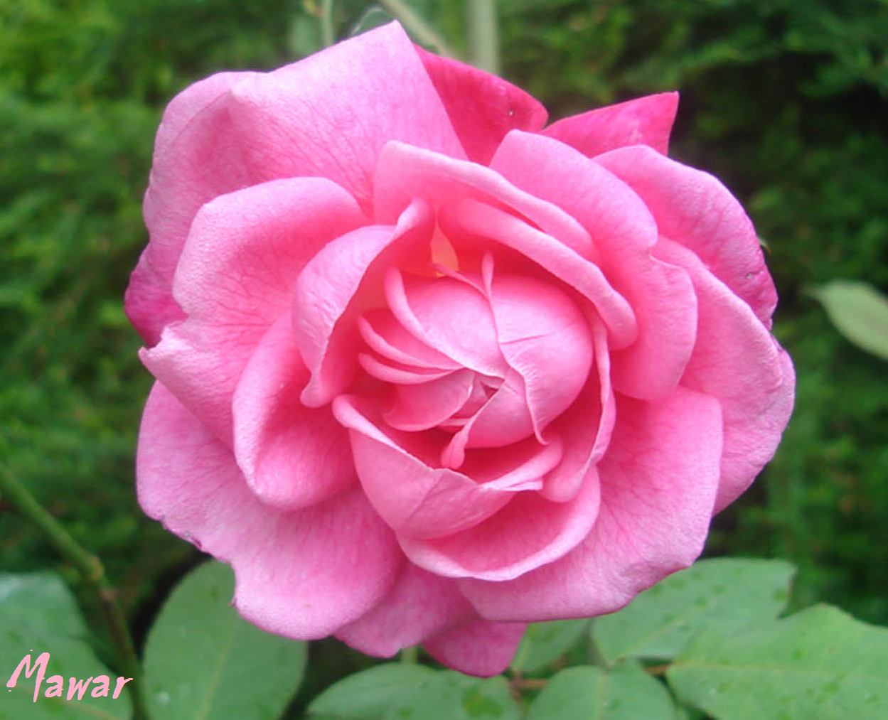  Bunga  Mawar  Merah Muda Pink Rose Photos Alam Mentari