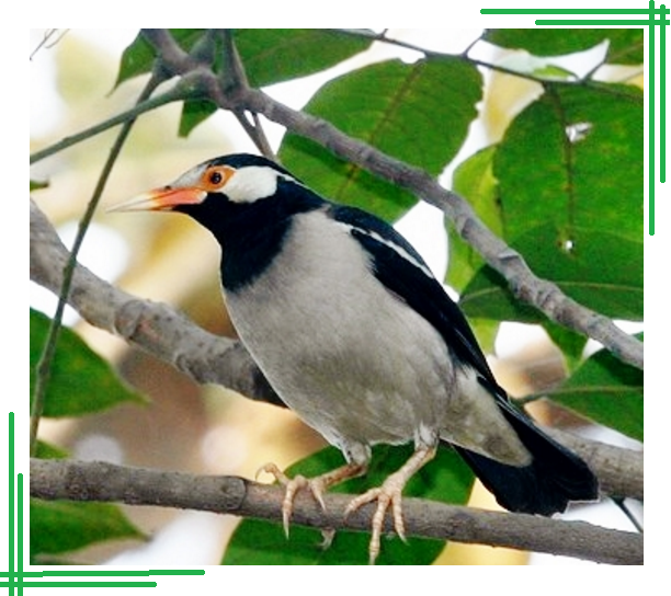Cara Mudah Ternak Burung Jalak Suren Dengan Baik Dan Benar
