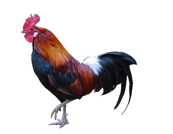 Animasi Ayam Goyang