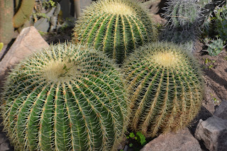 Echinocactus grusonii. Cactus esférico. Asiento de suegra, Bola de Oro, Barril de oro, Cactus Erizo. Heladas.