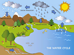 Water Cycle infographic