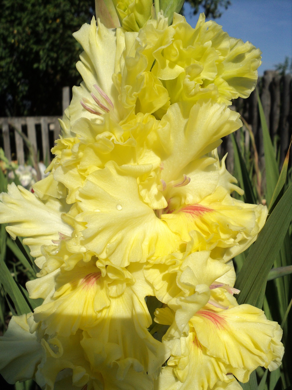 ЧУДЕСНЫЕ ГЛАДИОЛУСЫ