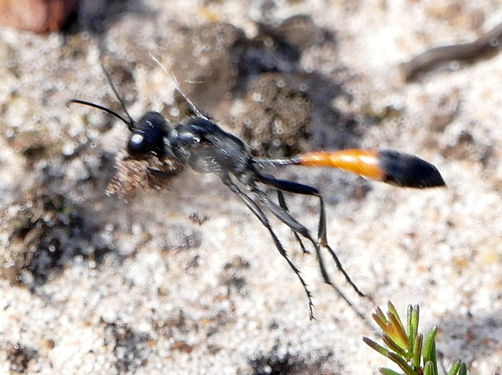Peter Lovett's ramblings Sand wasp, Ammophila sabulosa a Digger wasp