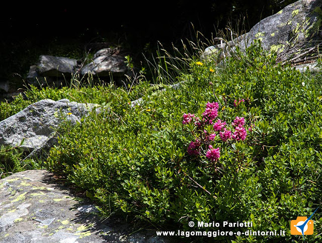 Rododendri fioriti Rododendri fioriti