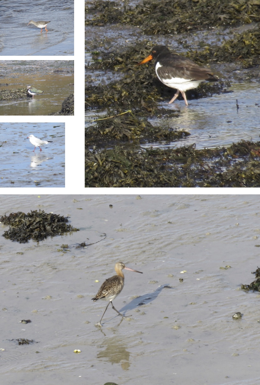 Mae's Food Blog Irish Birds, Mostly Common Ones