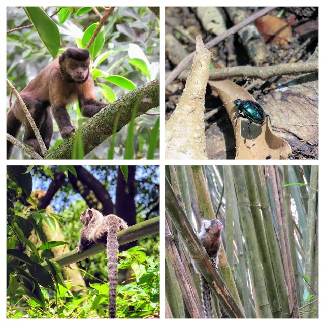Awesome activities in Rio: spotting monkeys and insects on a Jungle Me Hike in Tijuca National Forest
