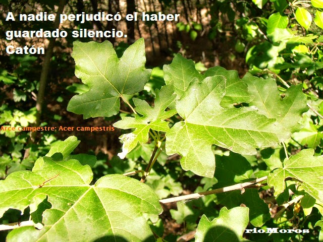 A nadie perjudicó el haber guardado silencio. Catón