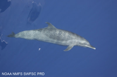 Delfín moteado Stenella attenuata
