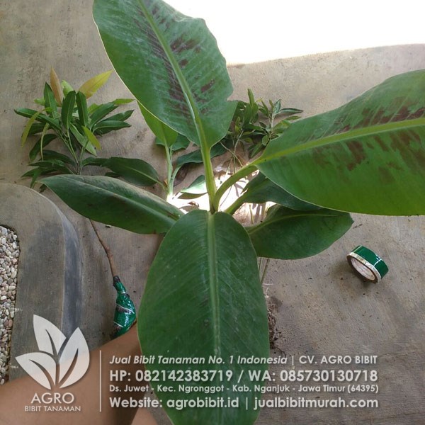 Pengiriman Bibit Pisang Cavendish Ke Yogyakarta Jual Bibit Murah