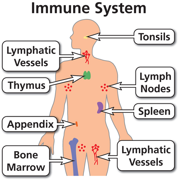 Renee’s Ravishing Recipes And Health Facts: Immune System