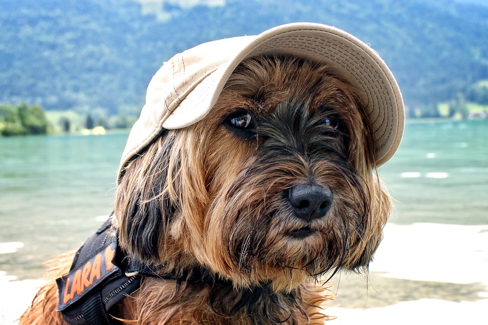 Top 5 Dogfriendly Holiday Getaway Ideas in the Philippines We Care for Dogs