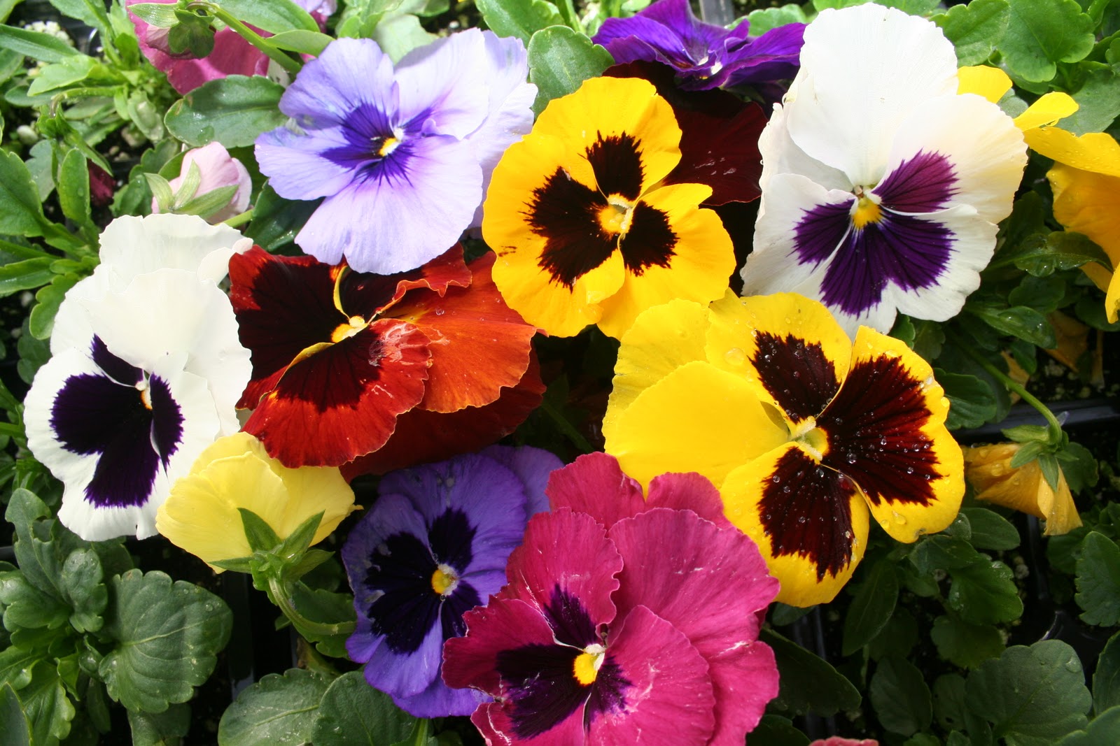 West Coast Gardens: Pansies and Violas are Vancouver’s Magic Winter Annual