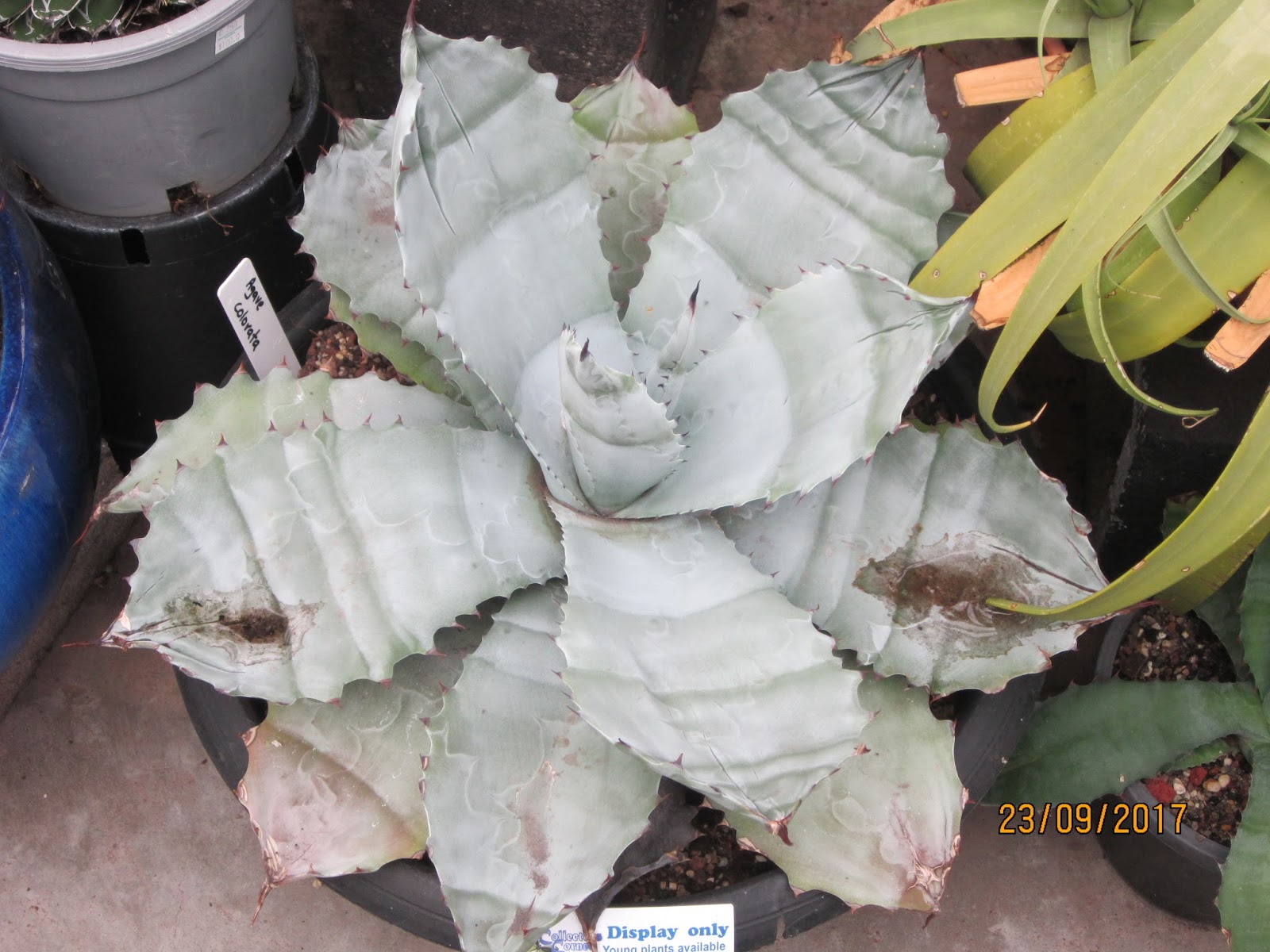 The Niche Nursery Ballarat & Melbourne