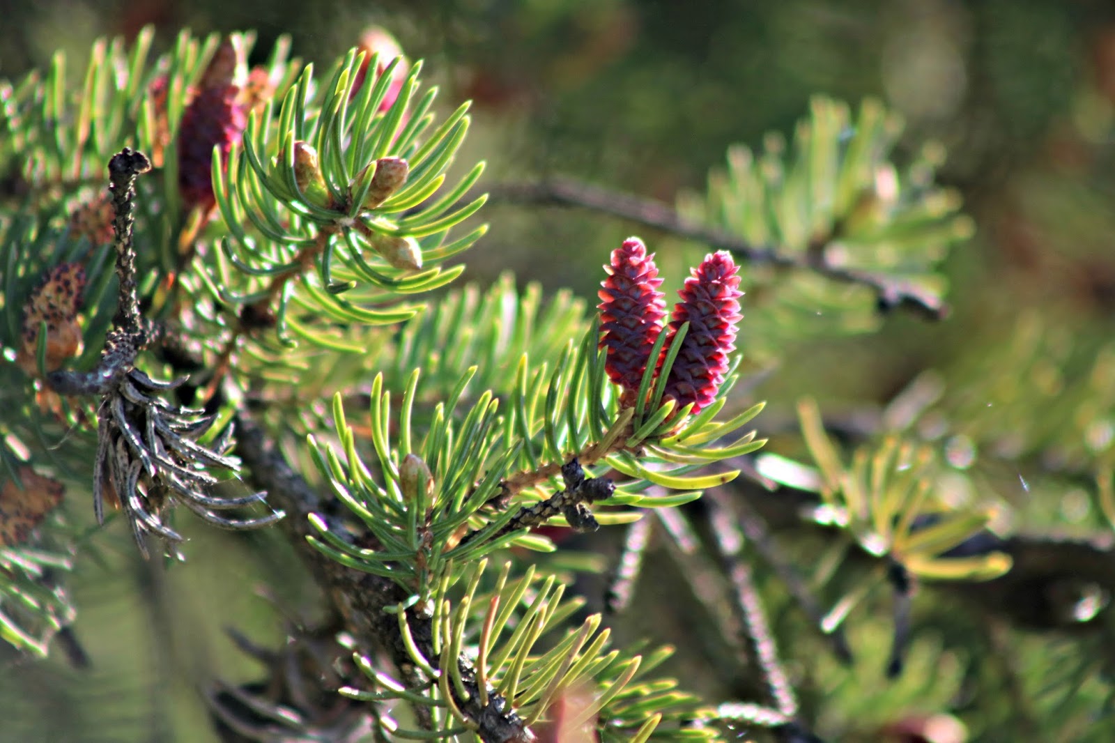 Our Retirement Days: Pines in Flower