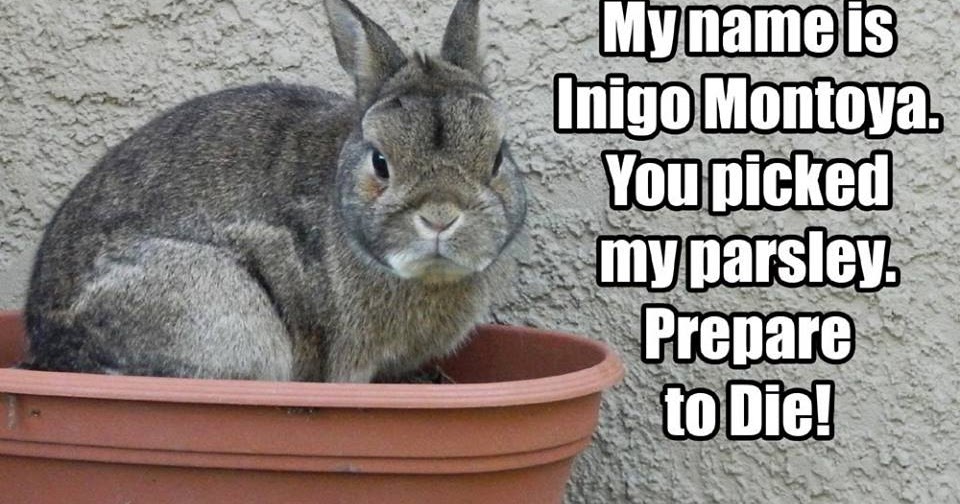 Disapproving Rabbit Meme
