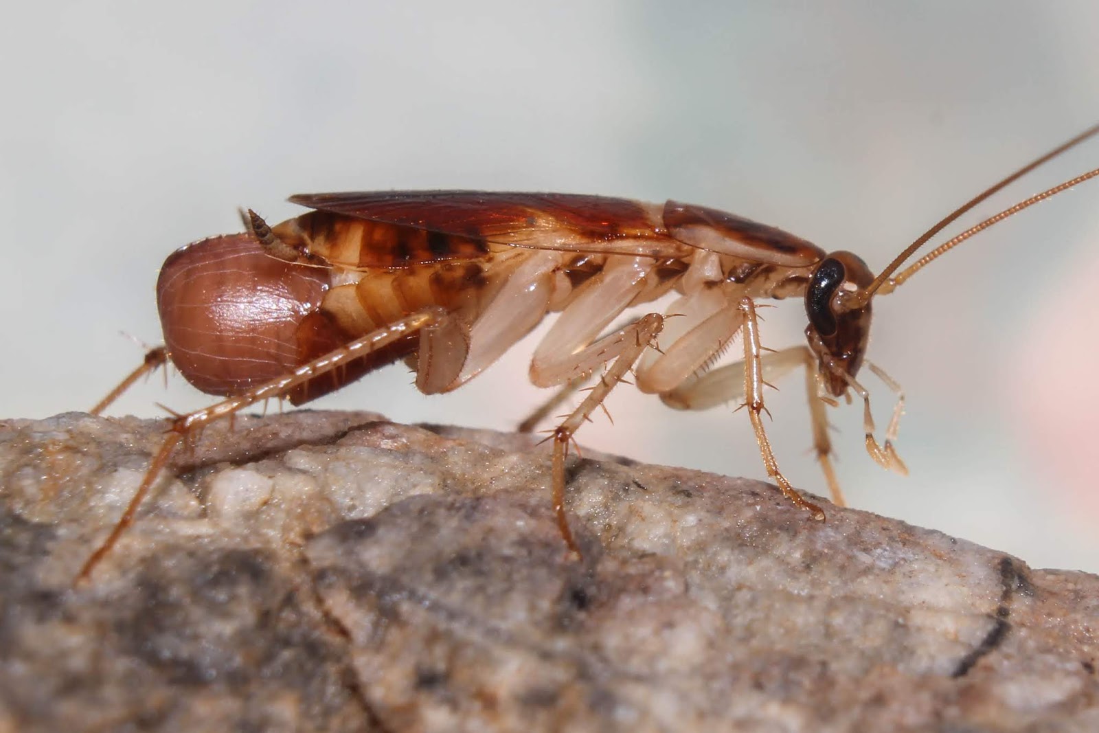 Biodiversity of Cyprus by NGO Protection of the Natural Heritage and ...