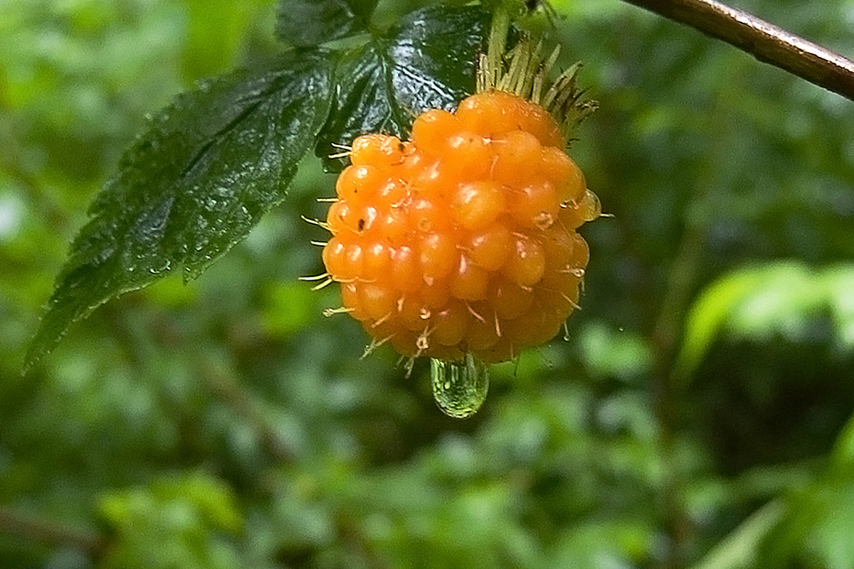 "From the Ridiculous to the Sublime" Introducing the Salmonberry